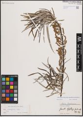 Foto von Salix eleagnos subsp. angustifolia (Cariot) Rech. f.